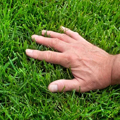 hand touching green grass