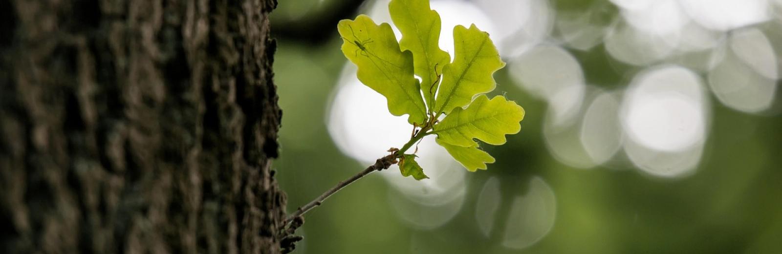 white oak tree leaf