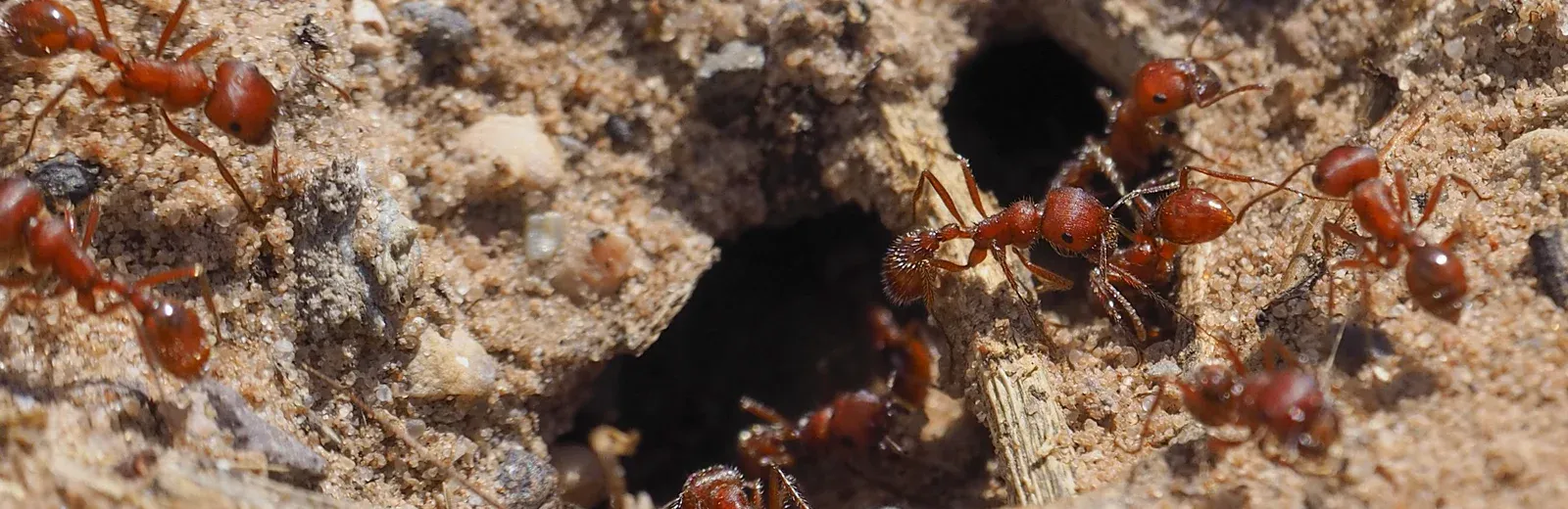 fire ant colony