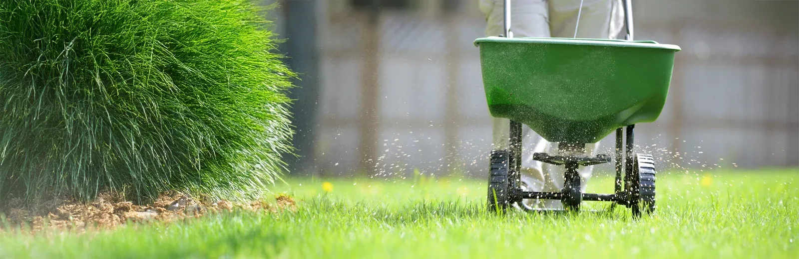 fertilizing lawn