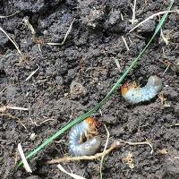grubs living in soil