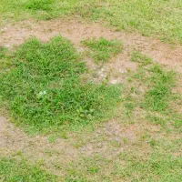 brown patch in lawn