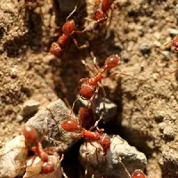 fire ant mound