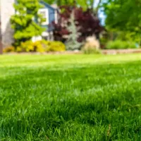 liquid aerated green grass