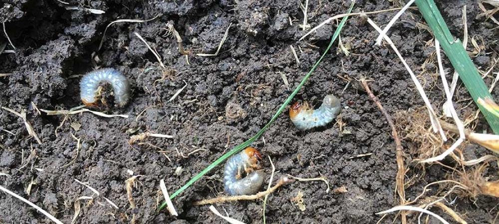 grubs living in soil