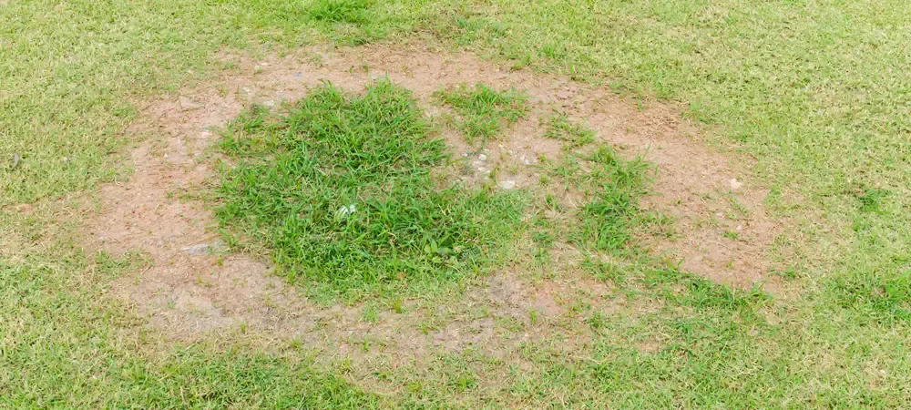 brown patch in lawn