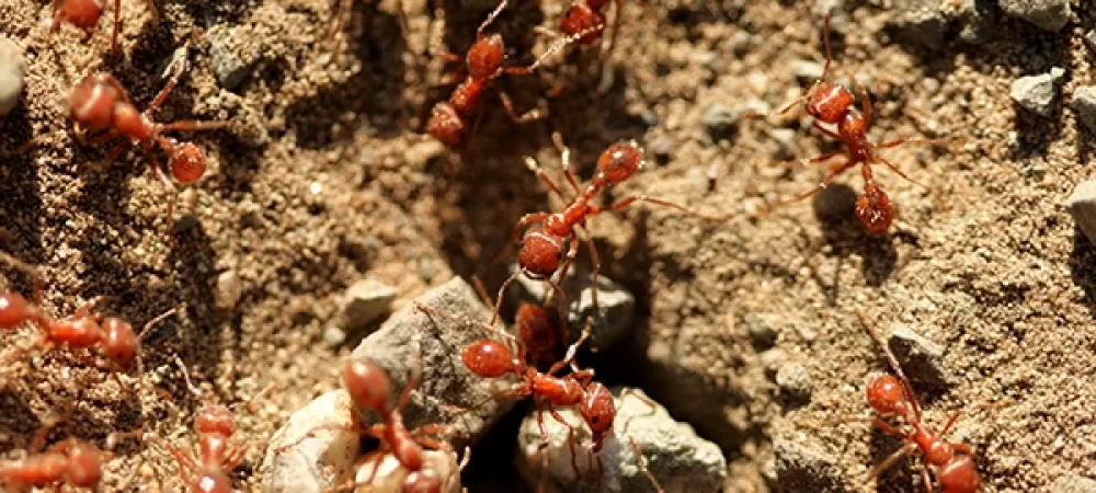fire ant mound
