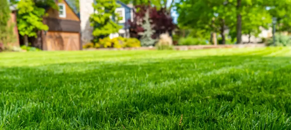 liquid aerated green grass