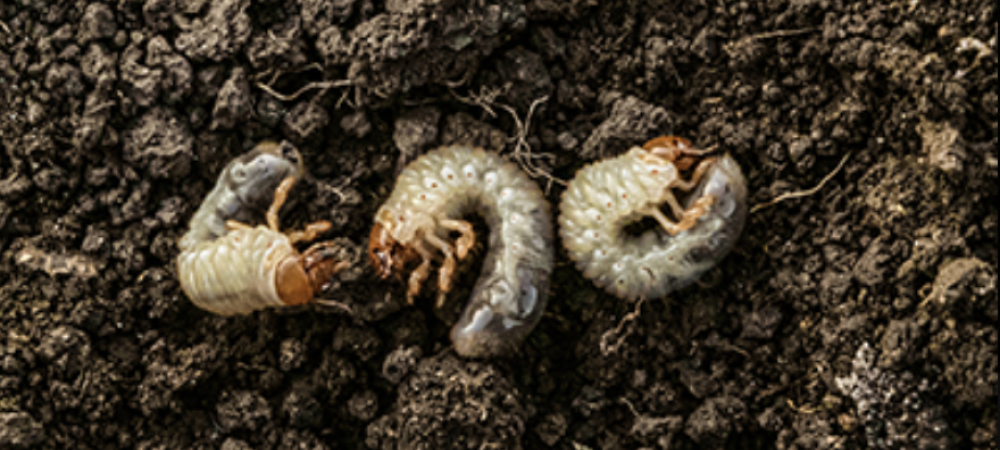 three grubs curled up in soil