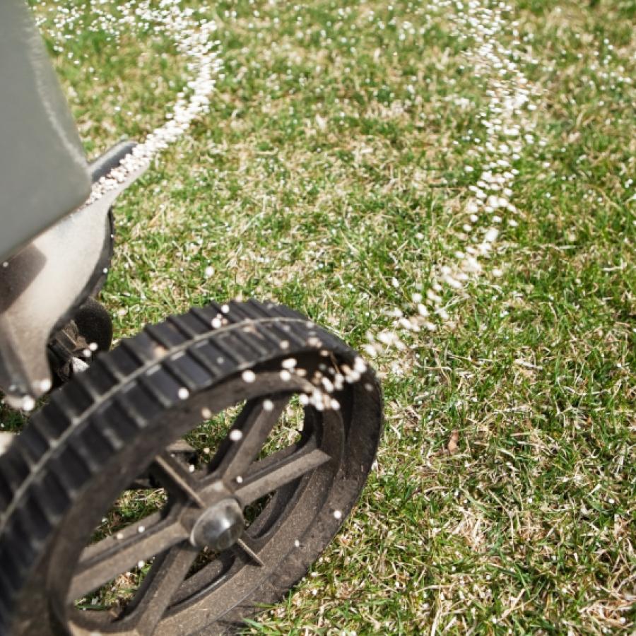 overseeding lawn with machine